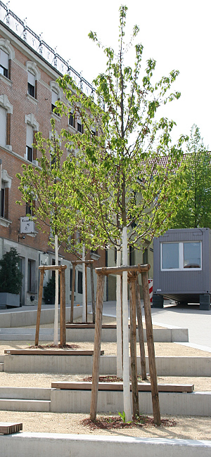 Gäuboden Baumsubstrat – RETERRA Erden Gäuboden Baumsubstrat – RETERRA Erden